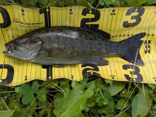 スモールマウスバスの釣果