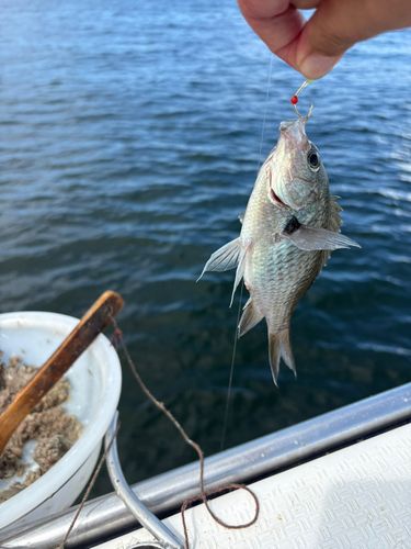 スズメダイの釣果