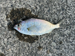 クロサギの釣果