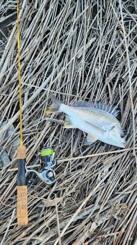 キビレの釣果