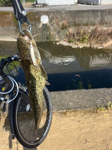ナマズの釣果