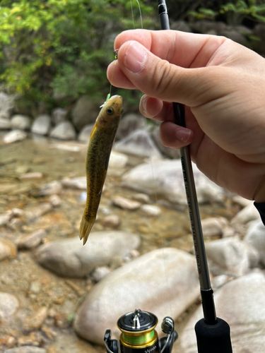 アブラハヤの釣果