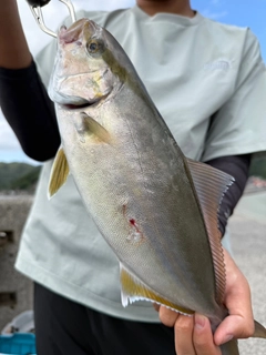 ネリゴの釣果