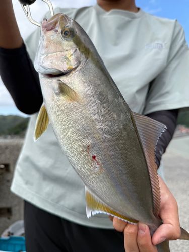 ネリゴの釣果