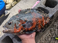 タイガーオスカーの釣果