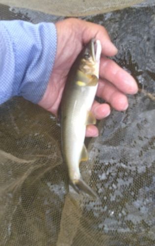 アユの釣果