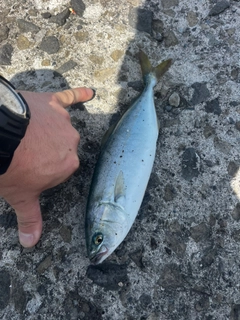 ワカシの釣果