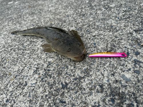 マゴチの釣果