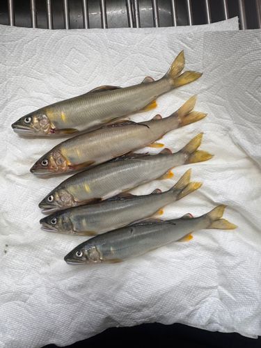 アユの釣果