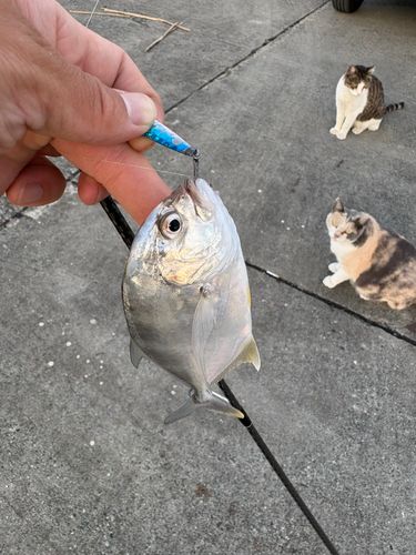 メッキの釣果