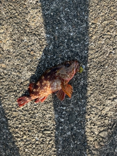 カサゴの釣果