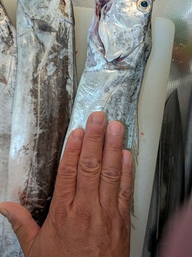 タチウオの釣果