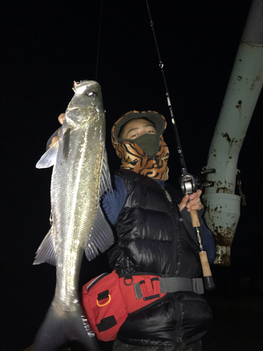 スズキの釣果