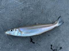 シロギスの釣果