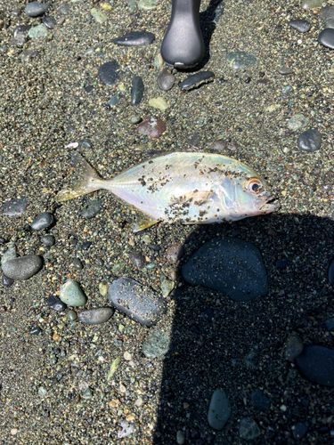 メッキの釣果
