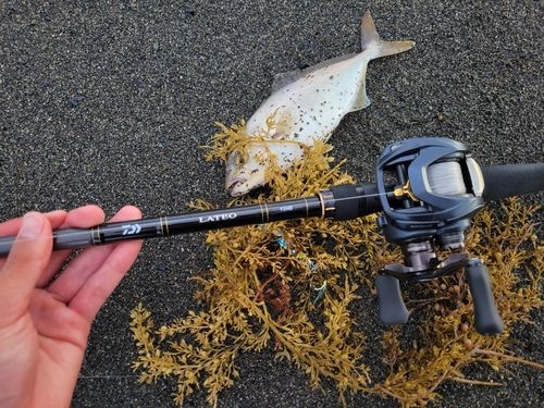 ショゴの釣果