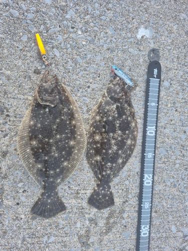 ソゲの釣果