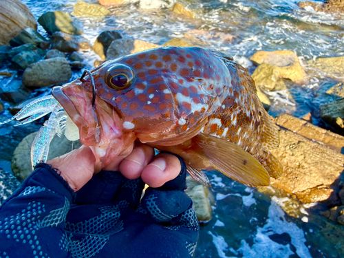 アコウの釣果