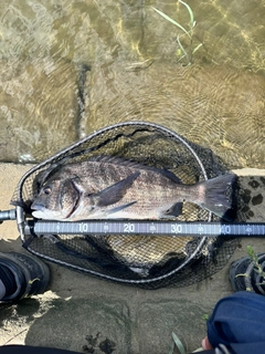 チヌの釣果