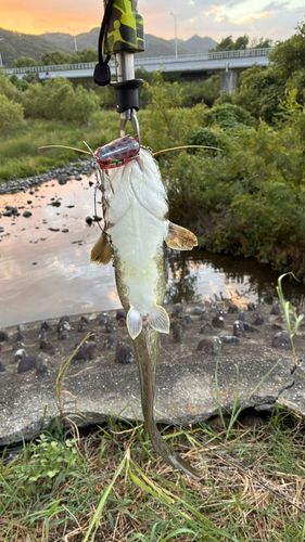 マナマズの釣果