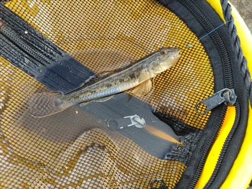 マハゼの釣果