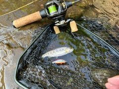 ヤマメの釣果