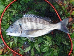 チヌの釣果