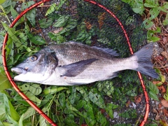 チヌの釣果