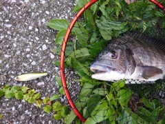 チヌの釣果