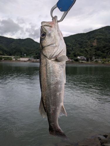 キビレの釣果