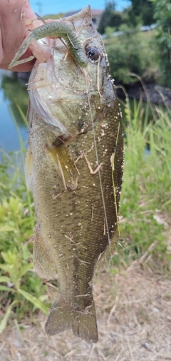 ブラックバスの釣果