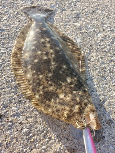 釣果