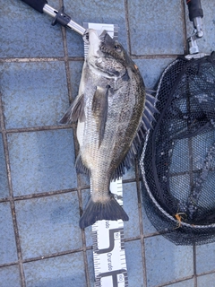 クロダイの釣果