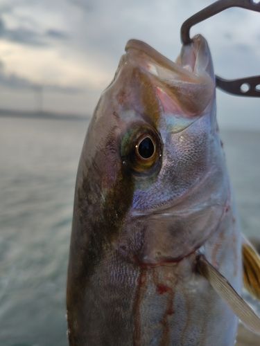ショゴの釣果