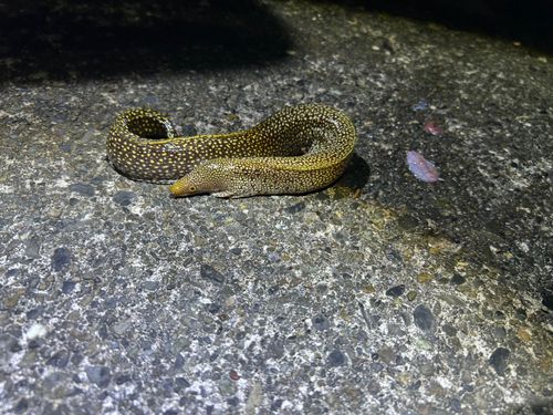 ワカウツボの釣果