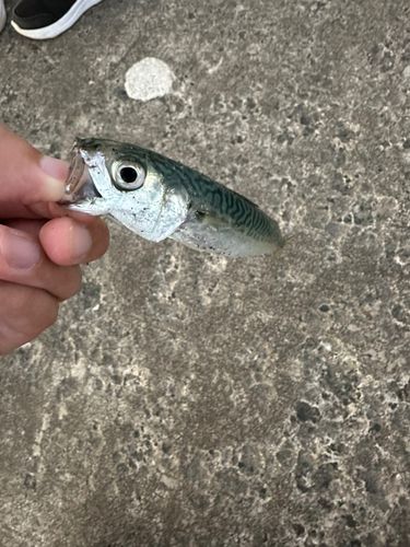 サバの釣果