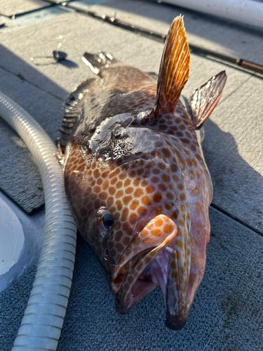 オオモンハタの釣果