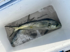 シイラの釣果