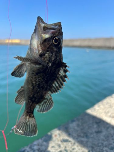 ソイの釣果