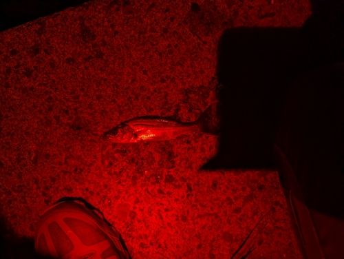 セイゴ（マルスズキ）の釣果