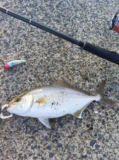 ショゴの釣果
