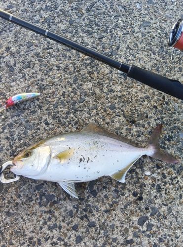 ショゴの釣果