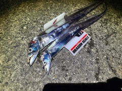 タチウオの釣果