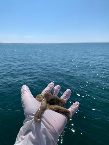 タコの釣果