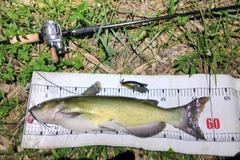 アメリカナマズの釣果
