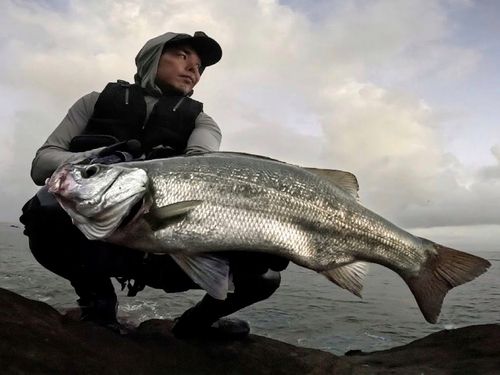 ヒラスズキの釣果