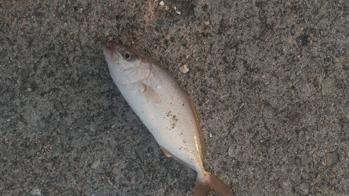 ショゴの釣果