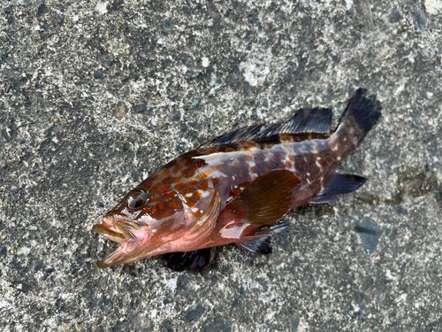 キジハタの釣果