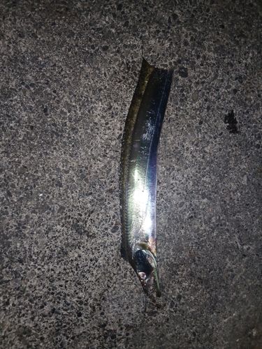タチウオの釣果