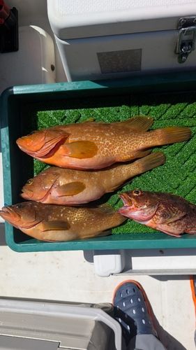 キジハタの釣果